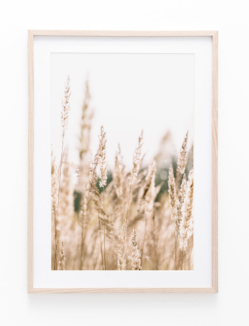 Country Pampas Grass III