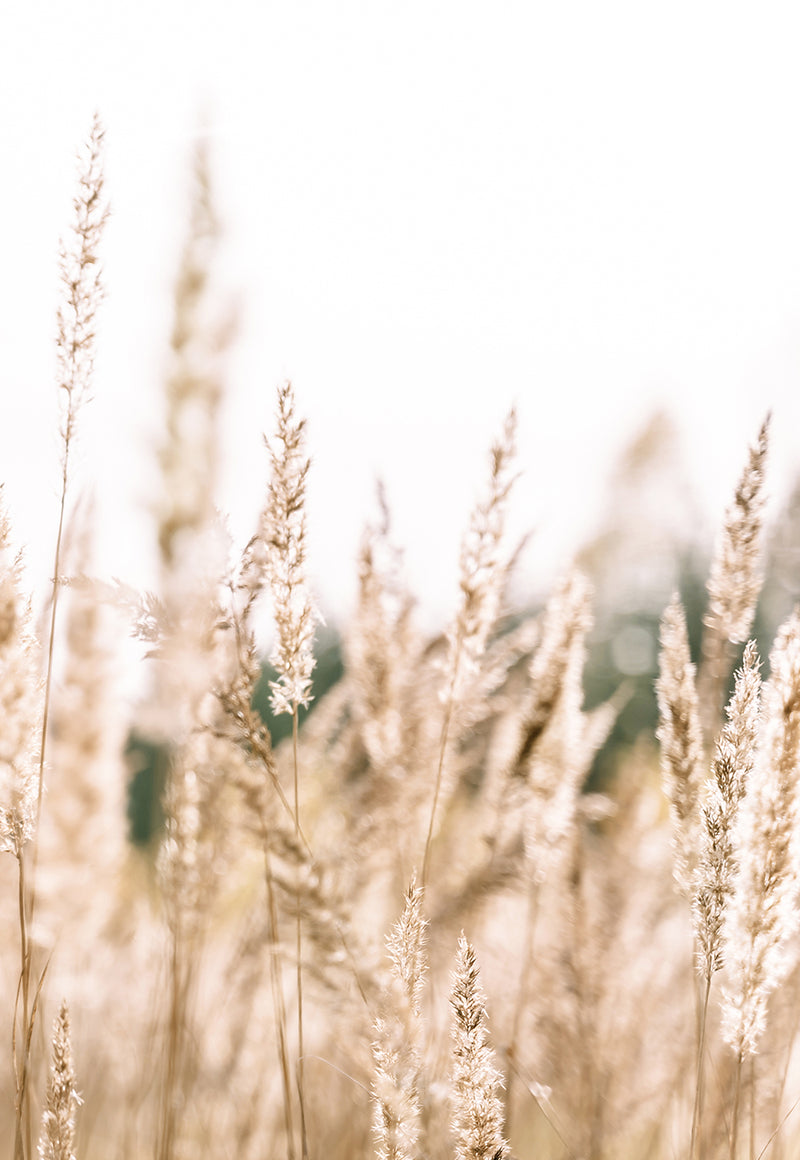 Country Pampas Grass III