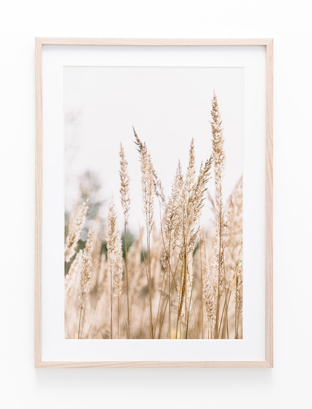 Country Pampas Grass II