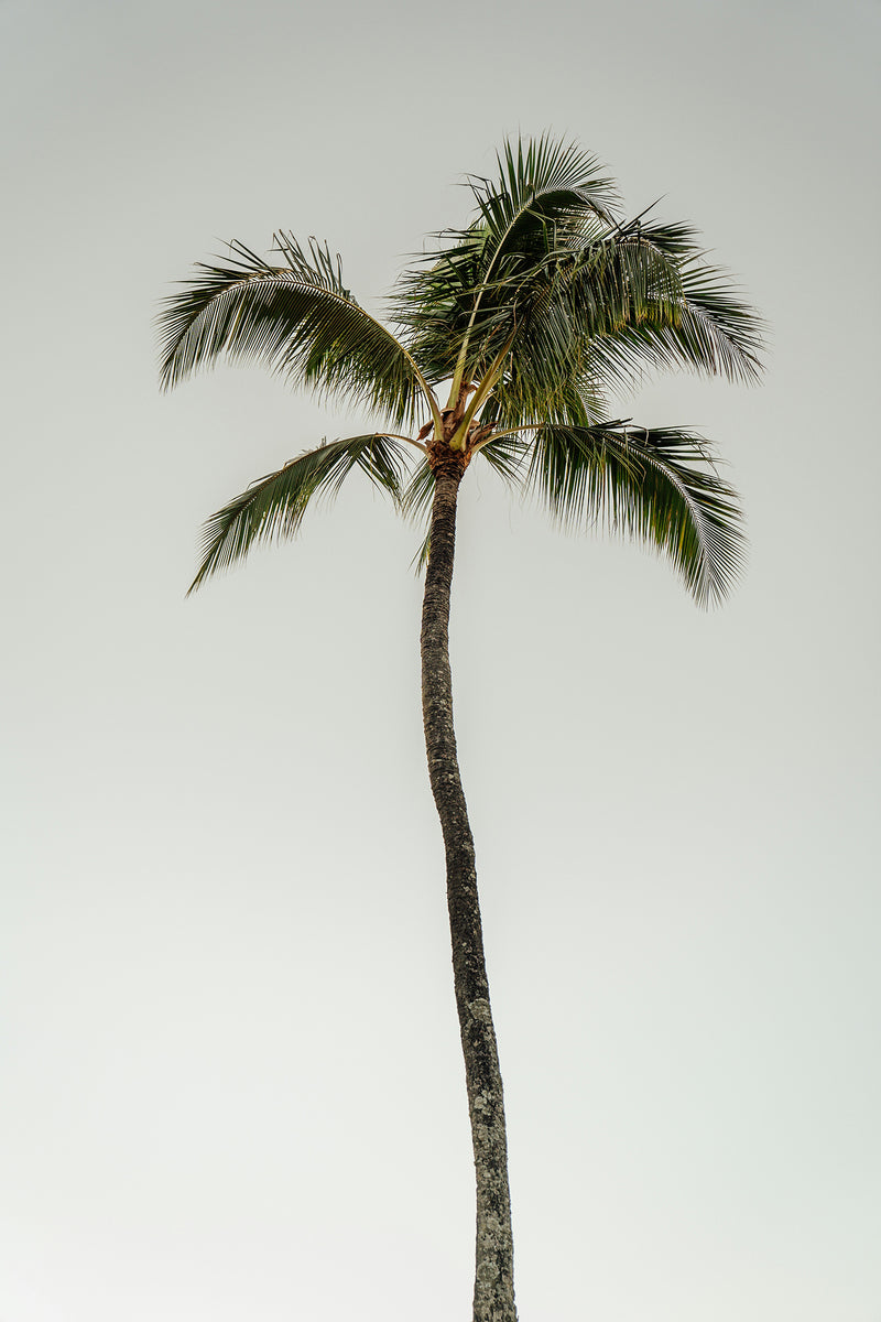 Crooked Palm