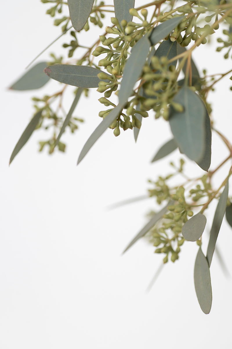 Eucalyptus Buds