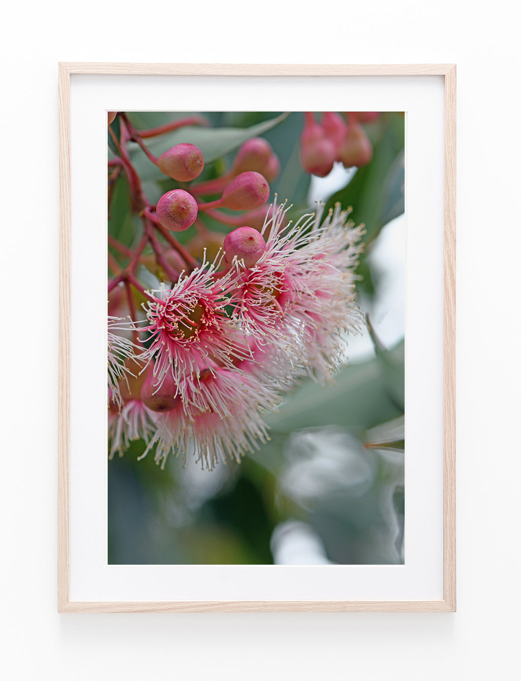 Flowering Eucalyptus Gum