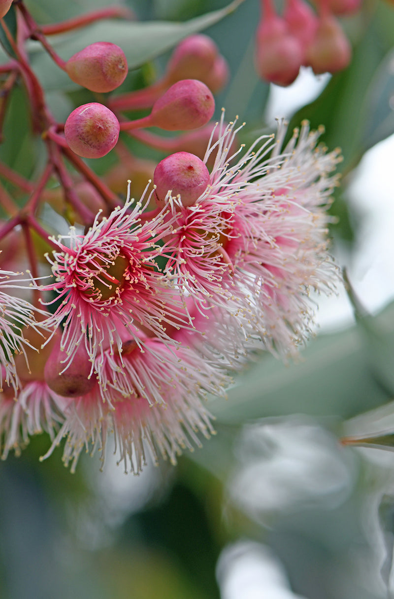 Flowering Eucalyptus Gum