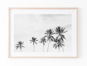 Island Palms II