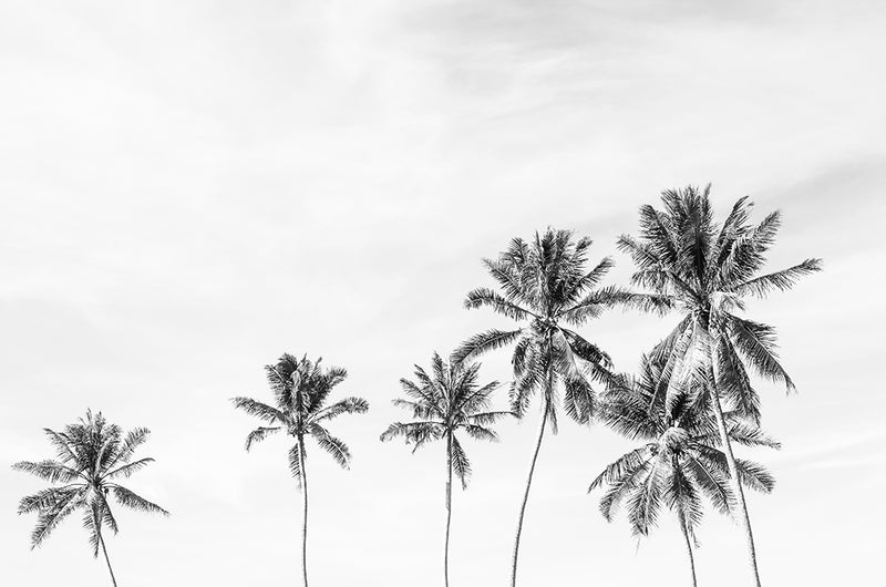 Island Palms II