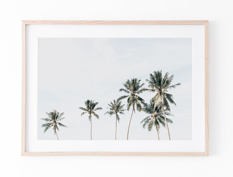 Island Palms