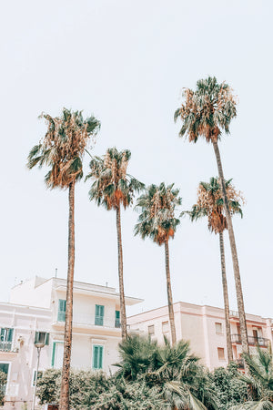 Monopoli Palms