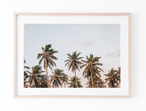 Palm Breeze