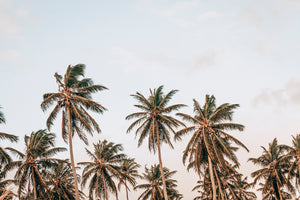Palm Breeze