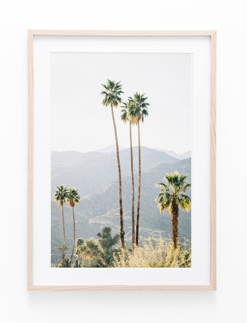 Tall Palms