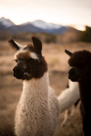 Alpacas