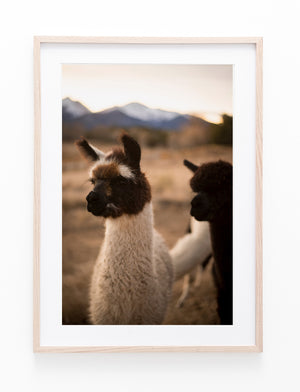 Alpacas