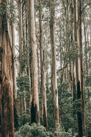 Australian Gum Trees II