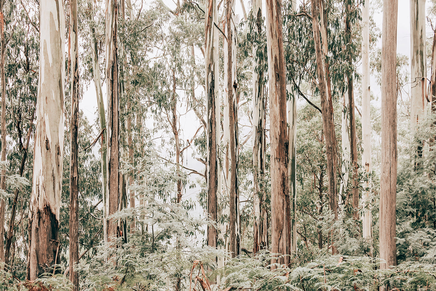 Australia Random Tree Australian Gum Trees