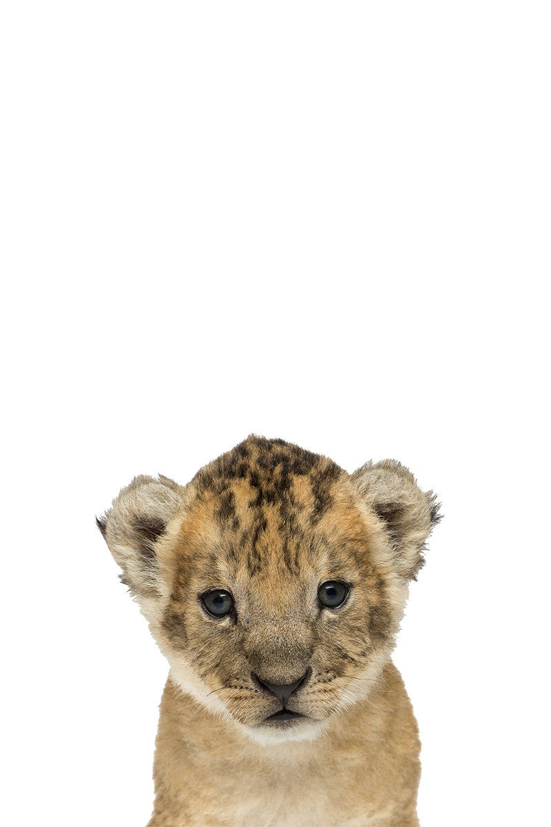 Baby Lion Cub II