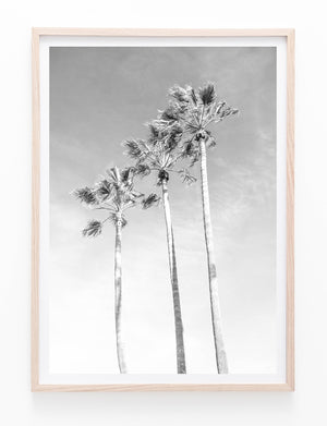 Black And White Palms II