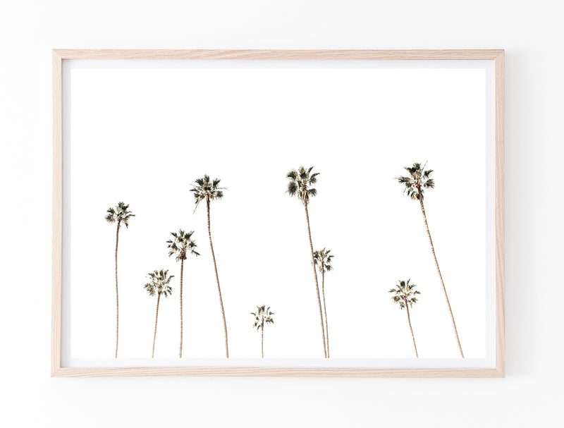 Cali Palms II