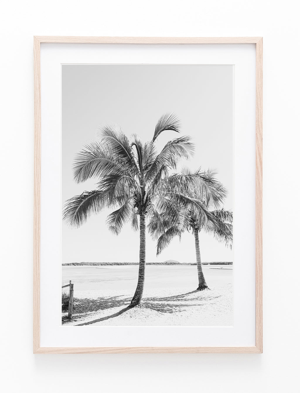 Cotton Tree Palms II