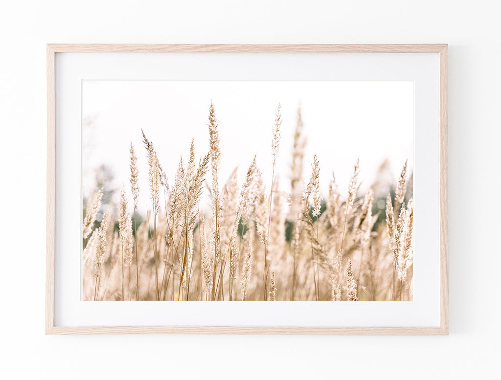 Country Pampas Grass