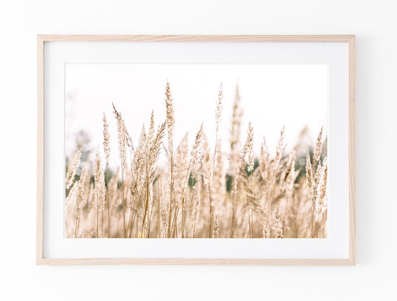 Country Pampas Grass