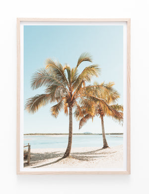 Cotton Tree Palms