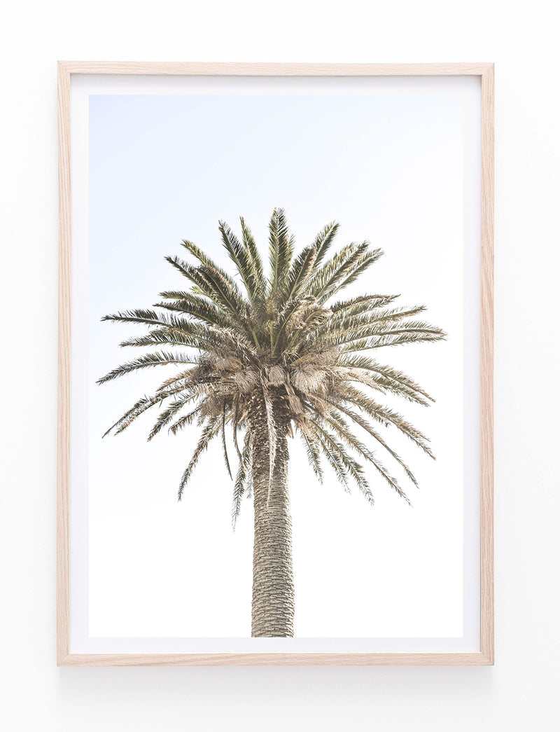 Date Palm II