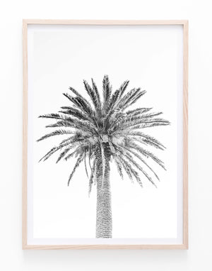 Date Palm