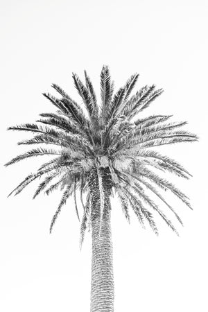 Date Palm