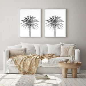 Date Palm