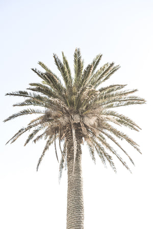 Date Palm II