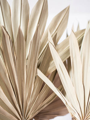 Dried Fan Palms