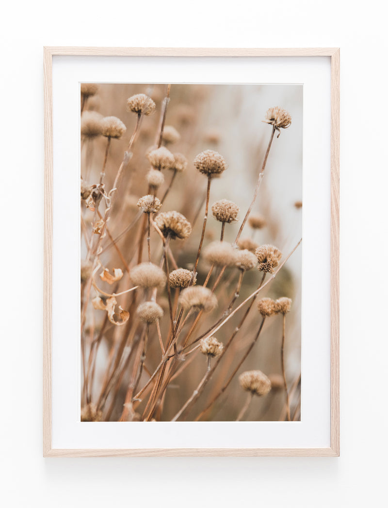 Dried Flower Grass