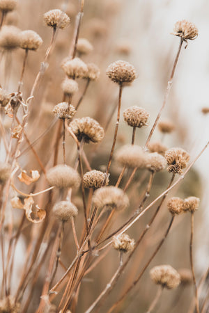 Dried Flower Grass