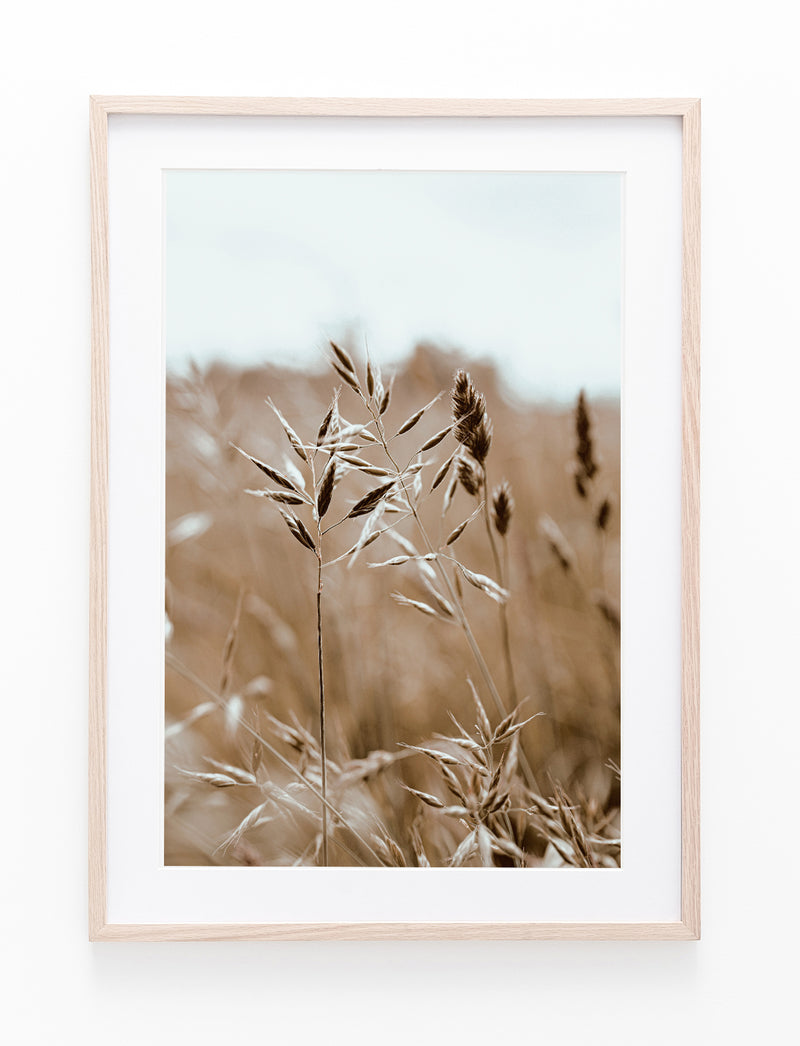 Dried Grass