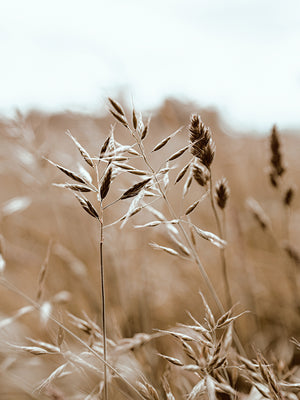 Dried Grass