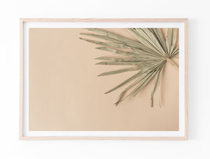 Dried Palm Frond