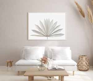 Dried Palm Fan II