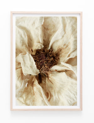 Dried Rose Flower