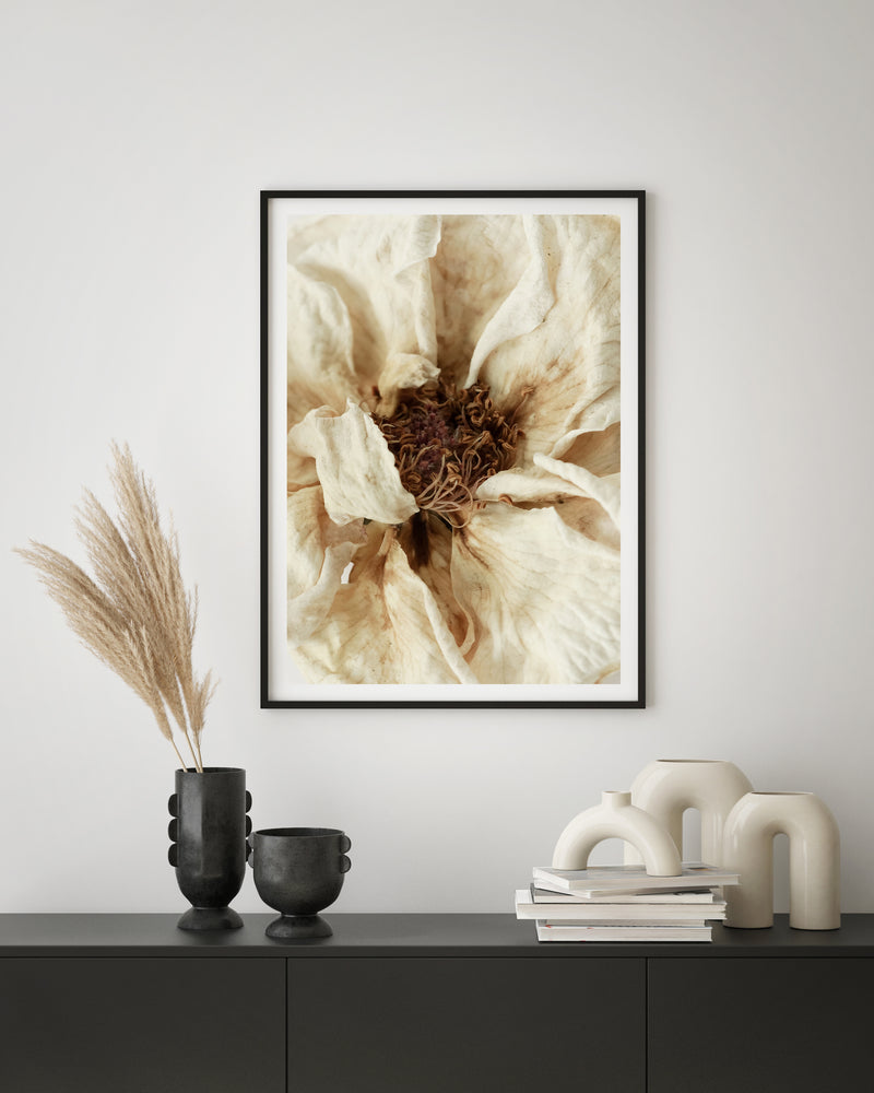 Dried Rose Flower