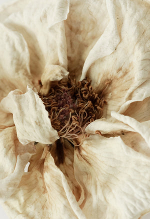 Dried Rose Flower