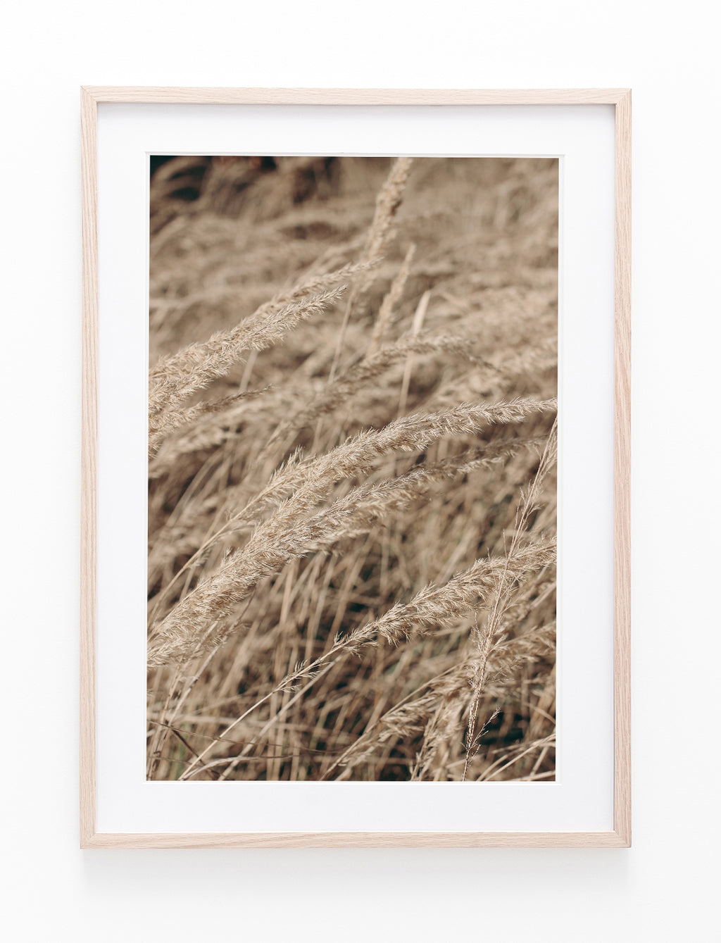 Dry Festuca Grass