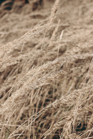 Dry Festuca Grass