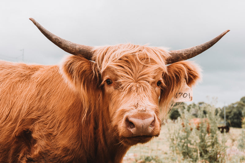 Highland Cow