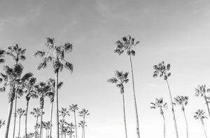 Venice Beach Palms II