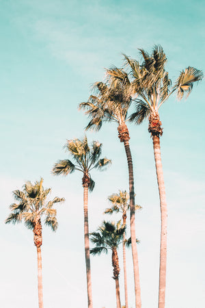Beachy Palms