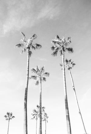 Black And White Palms