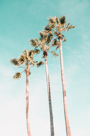 Turquoise Palms