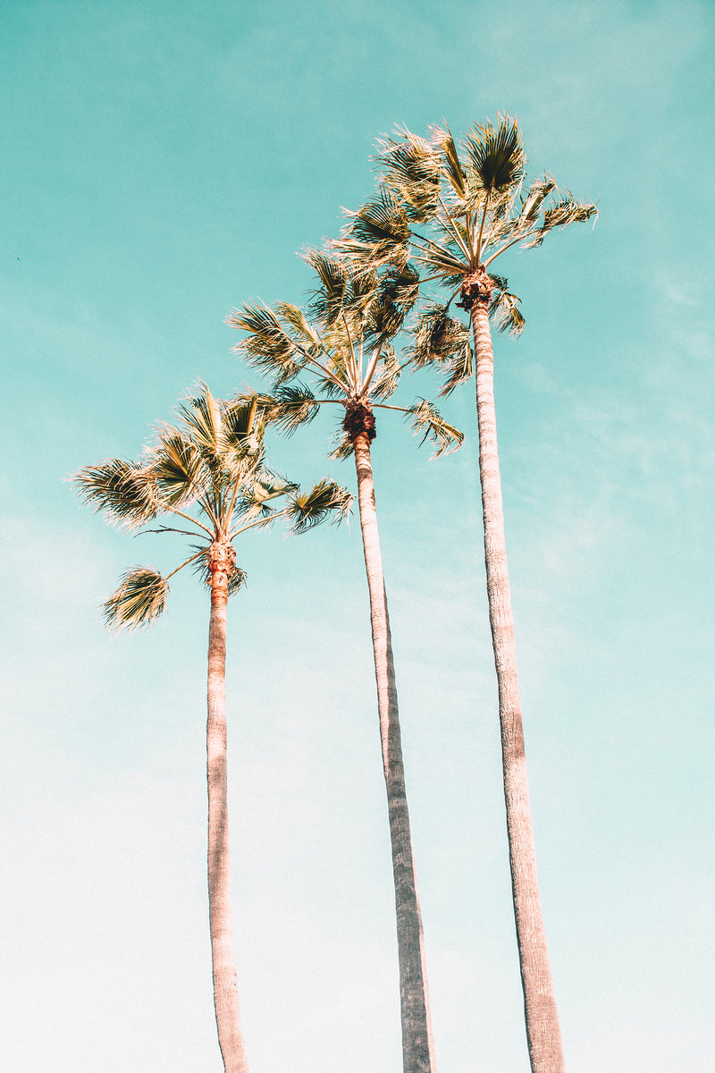 Turquoise Palms