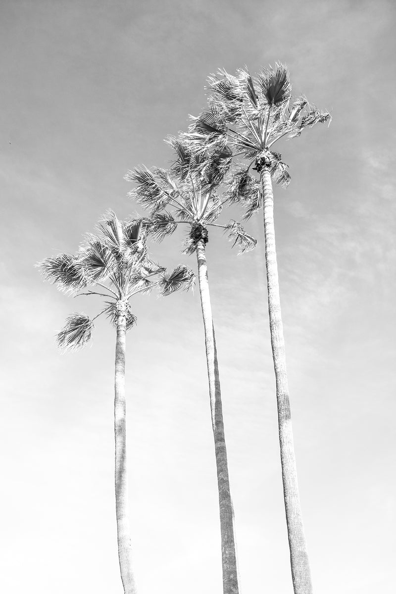 Black And White Palms II