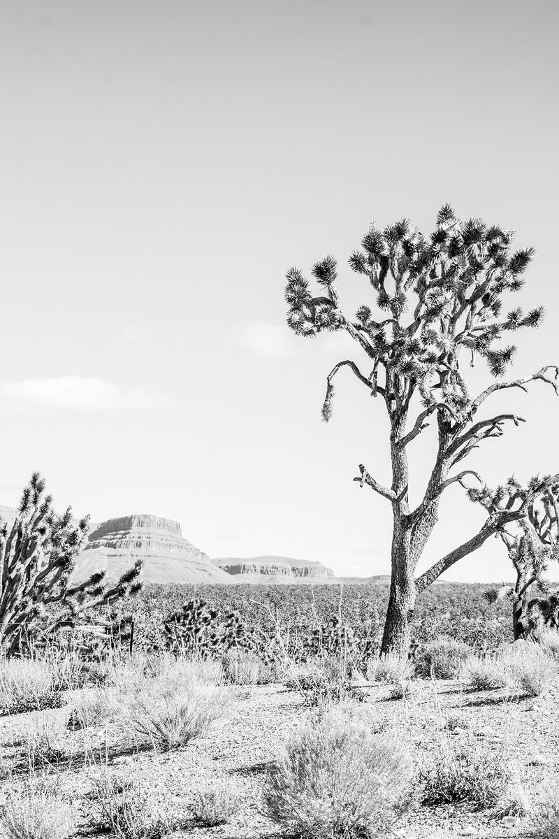 Desert Cactus